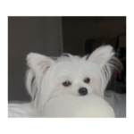 やや使いにくく動く犬