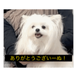 使いやすい動く犬