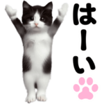 踊る！黒白ハチワレ