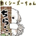 2025 動くシーズーちゃんです。NO.1