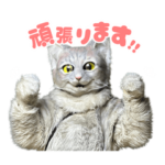 坂の上の猫 アルバイト猫ミクちゃん