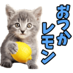 ダジャレ☆にゃんこ