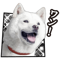 白戸家ベストセレクション