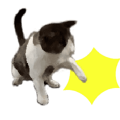 日常にゃんこ 激しく動く！その１