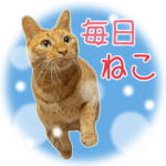 キジトラ白&チャトラ♥毎日ねこスタンプ3