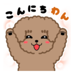 トイプードルの虎太郎