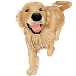 優しい犬！ゴールデンレトリバー