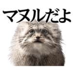 実写！マヌルネコ