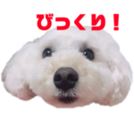 愛犬くまの絵文字