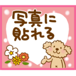 トイプーのぷう太郎