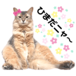 ウチのジブリ猫