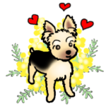 ヨークシャーテリアのハイジちゃん