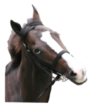 競走馬スタンプ！イスラボニータ