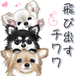 飛び出すチワワ