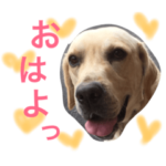 ルイとサンダーの日常 3