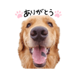 うちの子～わちゃわちゃスタンプ