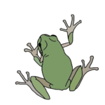 カエル！かえる！蛙！