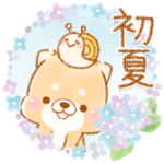 初夏❤️いやしばいぬ❤️16