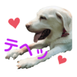 紫友会　保護犬パラダイス✨メイン