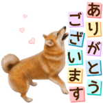 さすが！柴犬