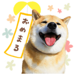 柴犬まる ポップアップ