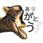 たぶち 柴犬mix