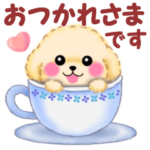 かわいい♥トイプードル