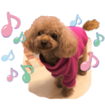 かわいい・わんこ⑬動くトイプードル