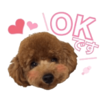 トイプードル~coto~ ちょい英語ver.