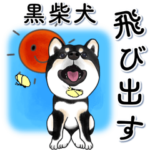 飛び出す黒柴犬