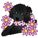 おしゃれなトイプードルのくうちゃん