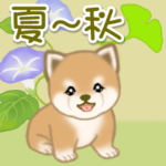 夏～秋　よちよち豆柴