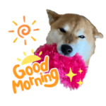 柴犬すず✩.*˚にこにこスタンプ