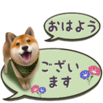 さすが‼柴犬