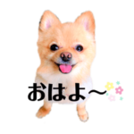 ポメラニアンらぶ