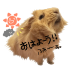 モルモットのゴジラ2