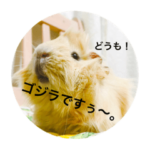 モルモットのゴジラ1