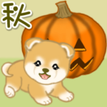 赤ちゃん豆柴の秋