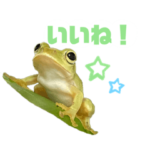 可愛いカエル♡シュレーゲルアオガエル