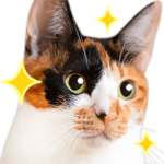 かわいいねこ写真♪毎日使えるBIGスタンプ