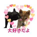 柴犬と黒猫の楽しい毎日