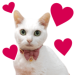 ＺＯＯ動物プロ キャットスター☆ あなご