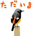 動く日本の野鳥 秋冬