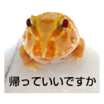 カエルさんベルツノガエル5