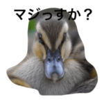 おしゃべりカルガモちゃん