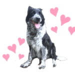 ボーダーコリーペコのスタンプ