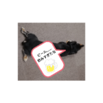 家のコロちゃん