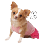 チワワのコペちゃん