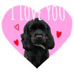 Cocker Spaniel アメコカリビアの日常♡