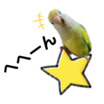 コザクラインコのペコたん
